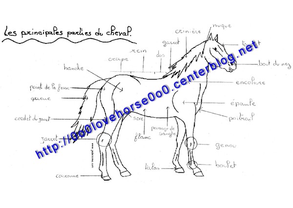 La Morphologie Du Cheval